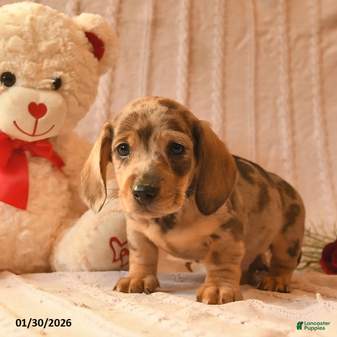 Miniature Dachshund dogs for sale: Jojo - Ad 4