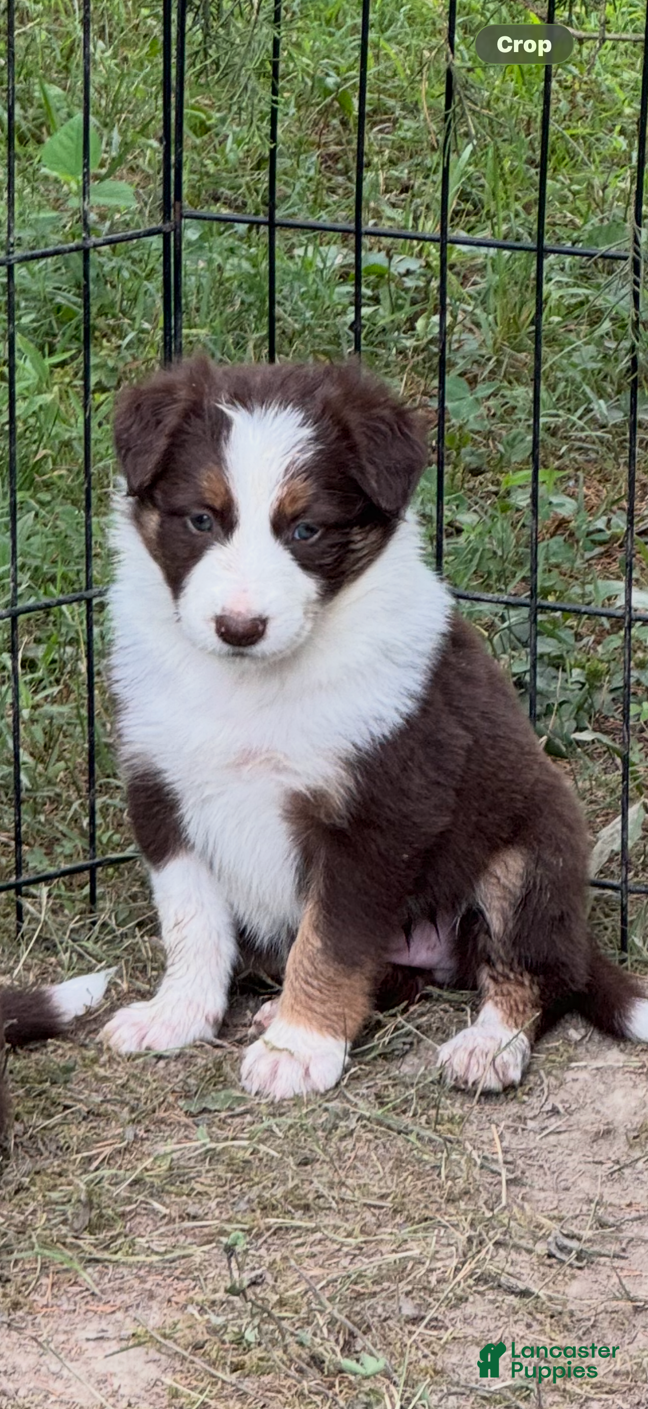 Border Collie dogs Georgia - Ad 1