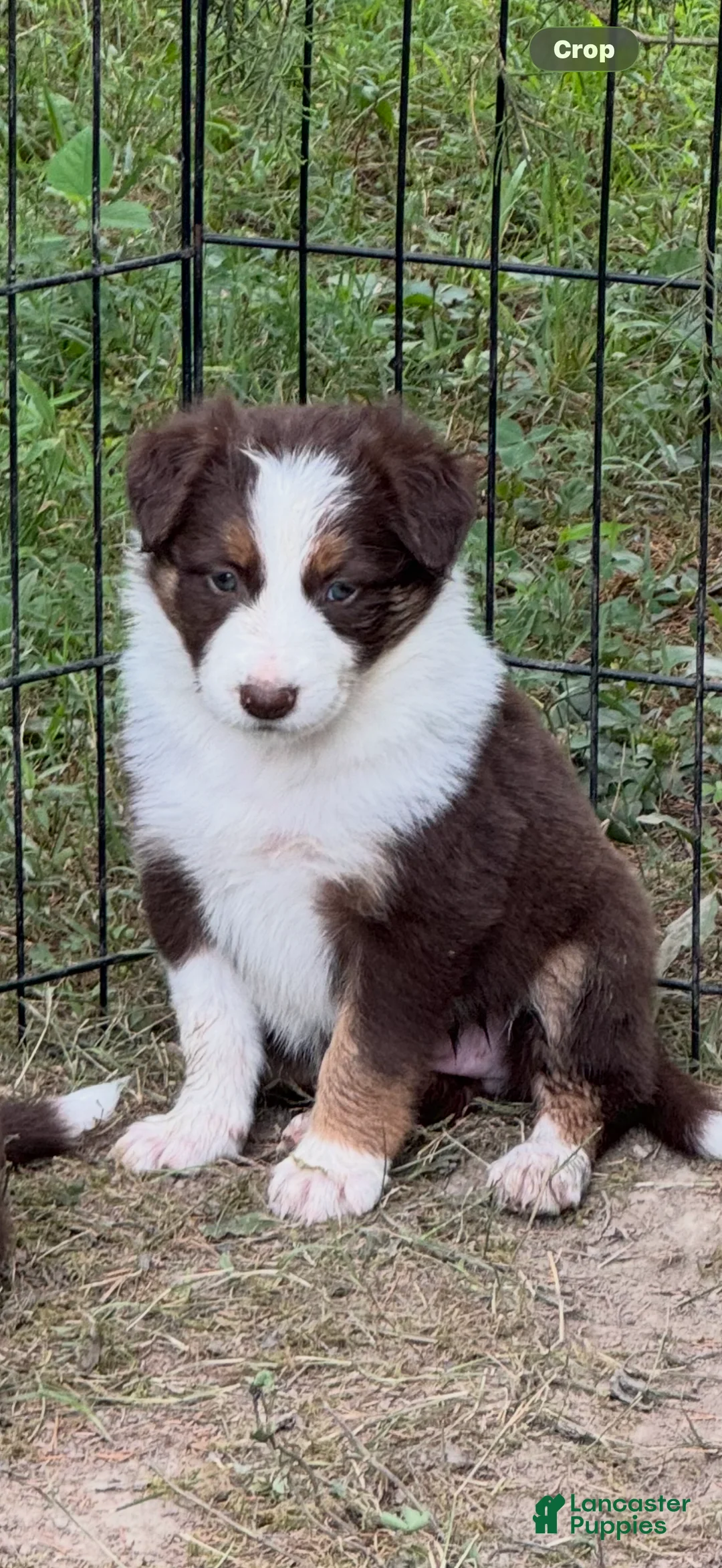 Border Collie dogs for sale: Georgia - Ad 1