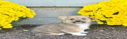 Welsh Corgi Pembroke dogs for sale: Sammy - Ad 4