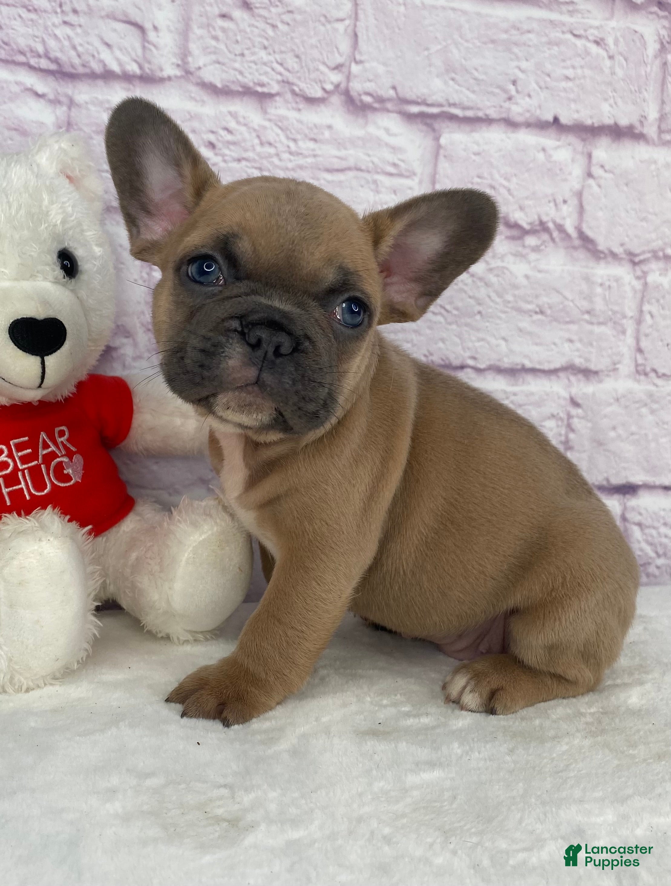 French Bulldog dogs Bently - Ad 15