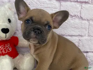 French Bulldog dogs Bently - Ad 15