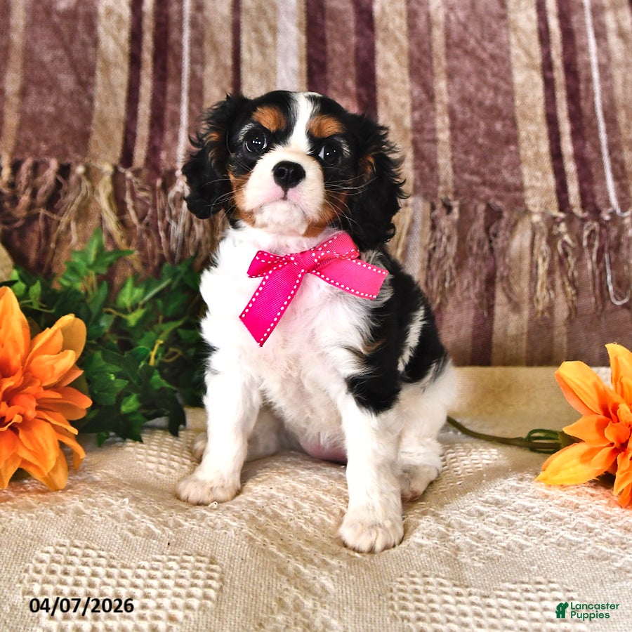 Cavalier King Charles Spaniel dogs Susie - Ad 2