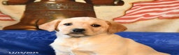 Labrador Retriever dogs for sale: Hailey - Ad 5