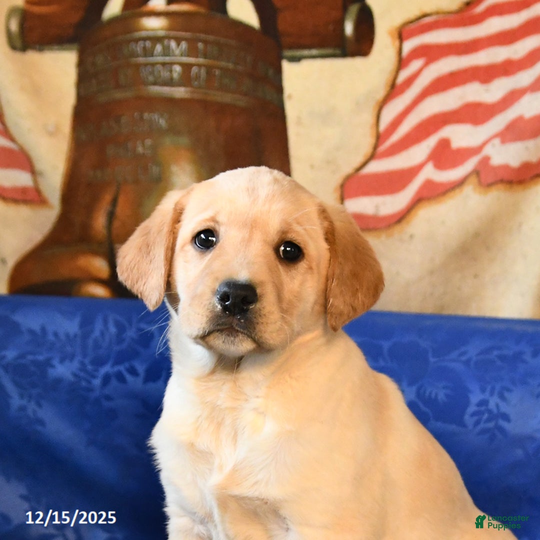 Labrador Retriever dogs for sale: Hailey - Ad 5