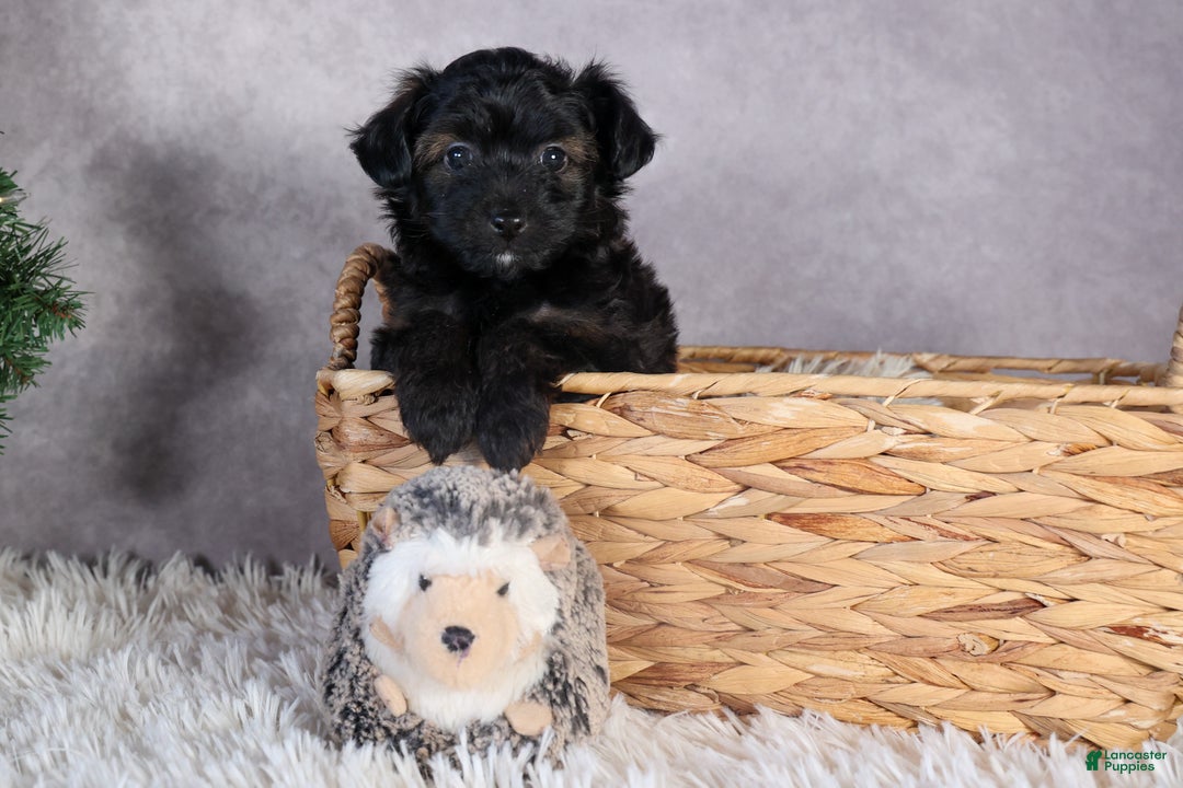 Mini Aussiedoodle dogs for sale: Snickers - Ad 10