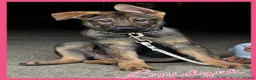 German Shepherd dogs for sale: Bridget AKC - Ad 1