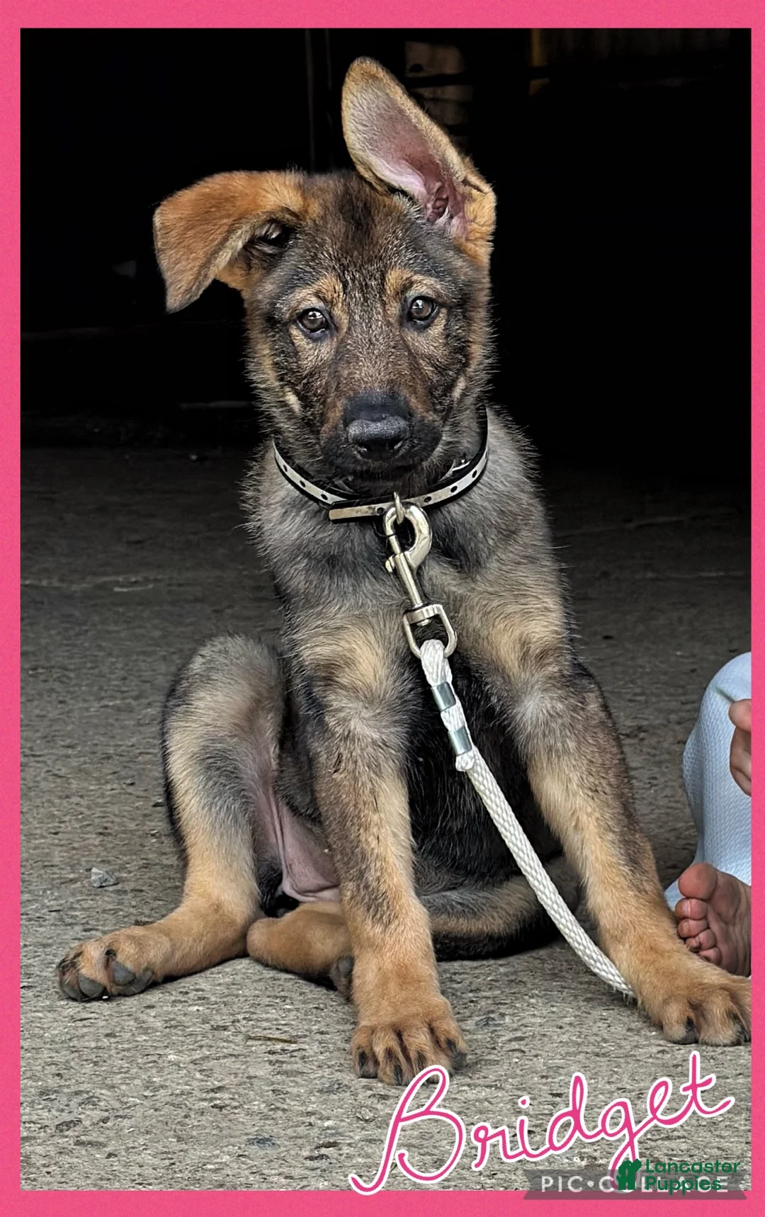 German Shepherd dogs for sale: Bridget AKC - Ad 1