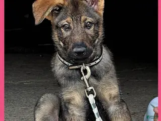 German Shepherd dogs for sale: Bridget AKC - Ad 1