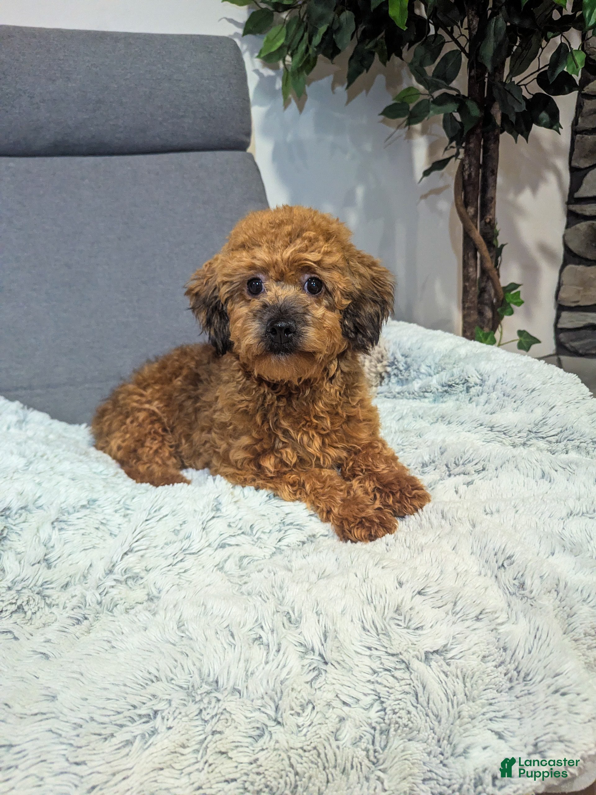 Havapoo dogs Abby - Ad 2