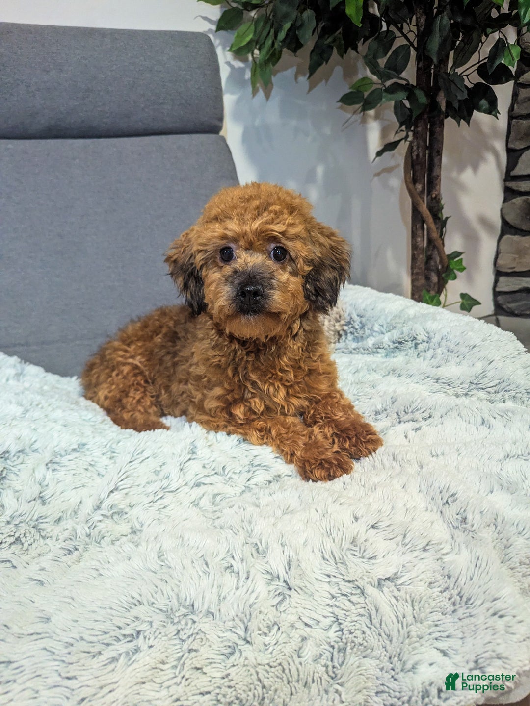 Havapoo dogs for sale: Bailey - Ad 2