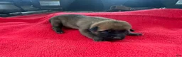 Mixed Breed dogs for sale: Female Puppy 1 - Ad 1