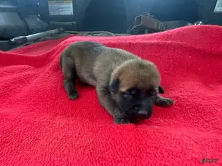 Mixed Breed dogs for sale: Female Puppy 1 - Ad 1