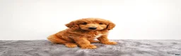 Mini Goldendoodle dogs for sale: Jax - Ad 3