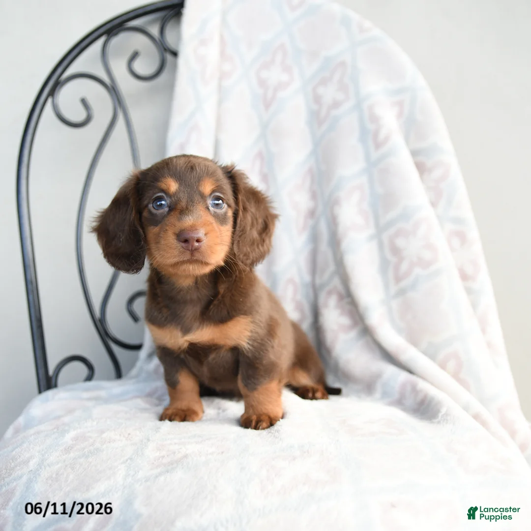 Miniature Dachshund dogs for sale: Carmen - Ad 2