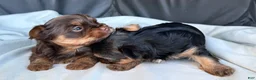Yorkshire Terrier dogs for sale: Bruno - Ad 9