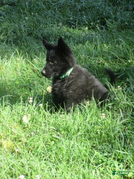 German Shepherd dogs Chief - Ad 2
