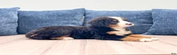 Bernese Mountain Dog dogs for sale: Iris - Ad 1