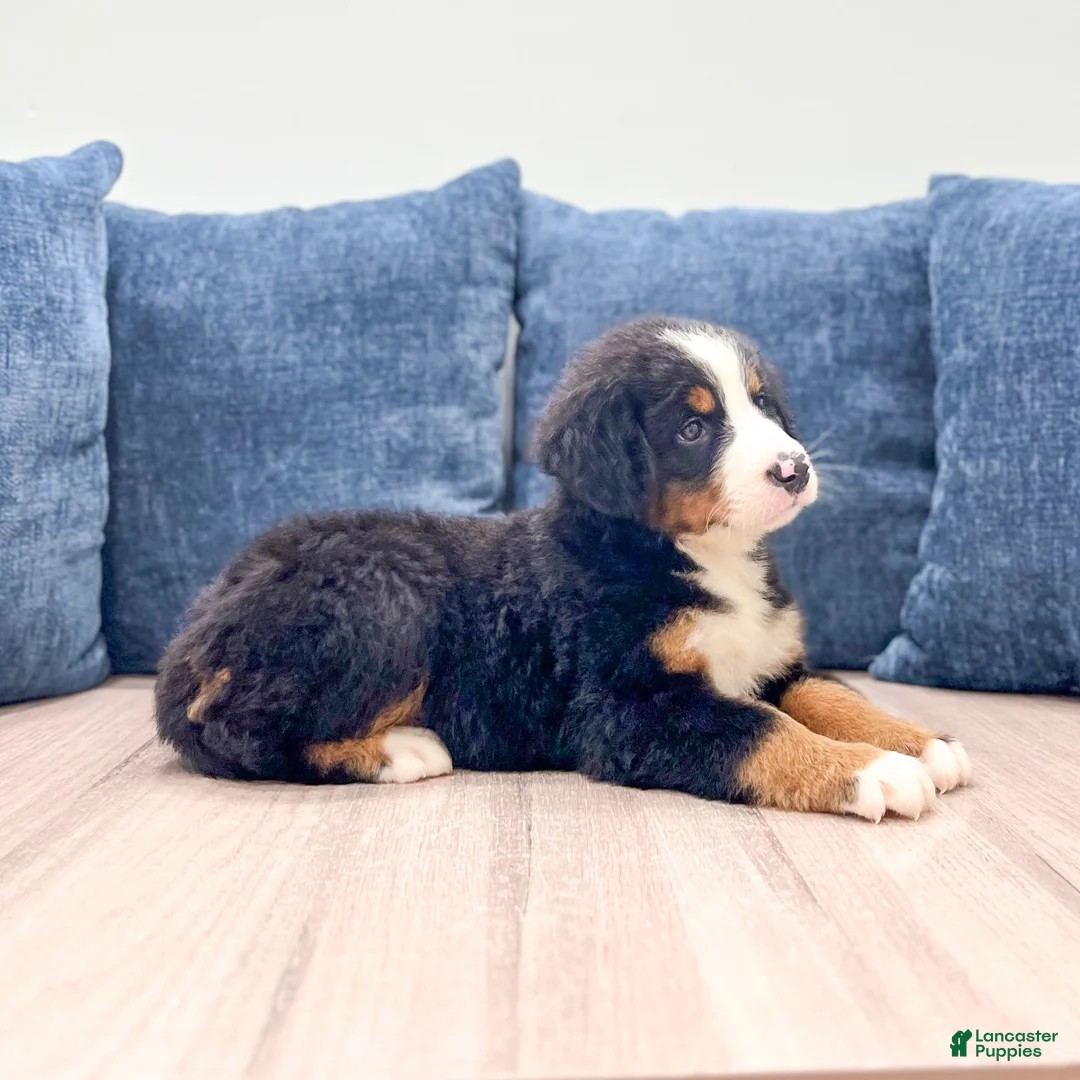Bernese Mountain Dog dogs for sale: Iris - Ad 1
