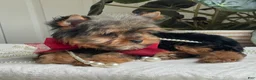 Yorkshire Terrier dogs for sale: Fido - Ad 7