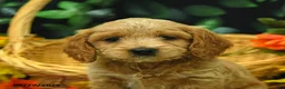 Cockapoo dogs for sale: Stella  - Ad 2