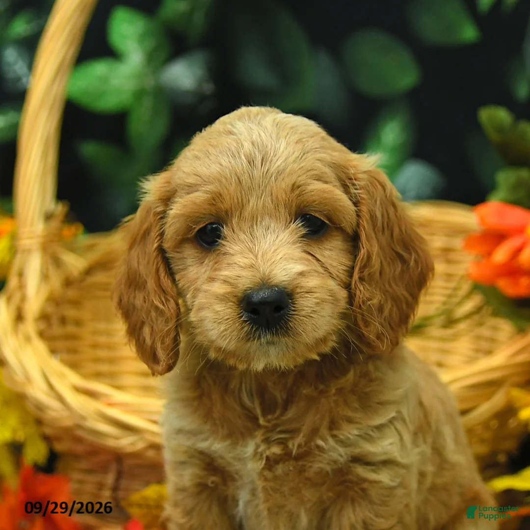 Cockapoo dogs for sale: Stella  - Ad 2