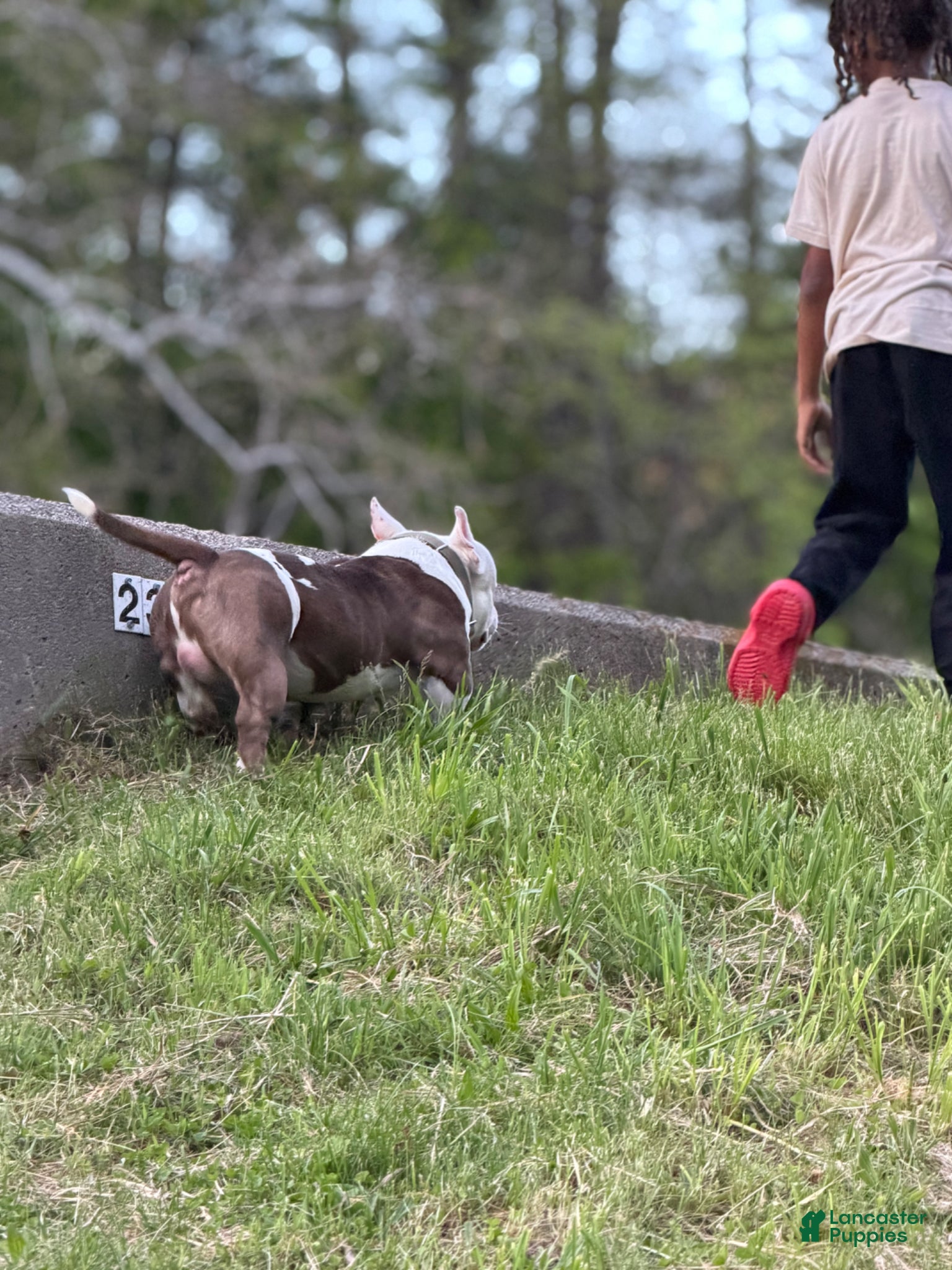 American Bully dogs APOLLO CREED –MICRO POCKET AMERICAN BULLY  - Ad 9