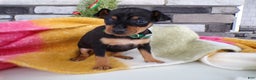 Miniature Pinscher dogs for sale: Miniature Pinscher Puppy 2 Lexie - Ad 1