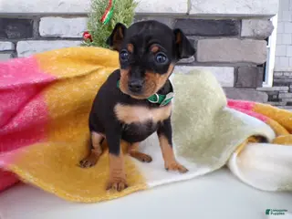 Miniature Pinscher dogs Miniature Pinscher Puppy 2 Lexie - Ad 8
