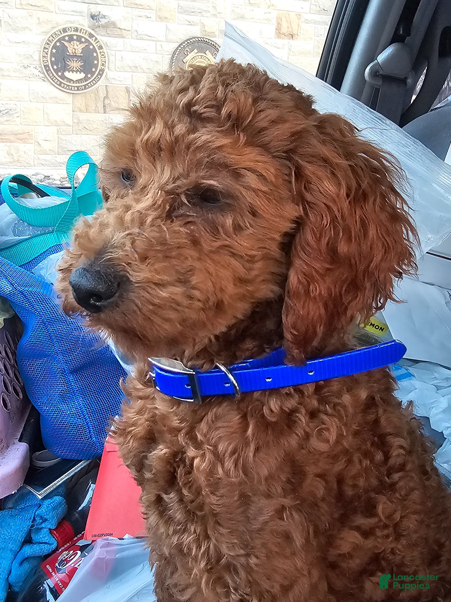 Miniature Poodle dogs Ozzy-potty trained! - Ad 1