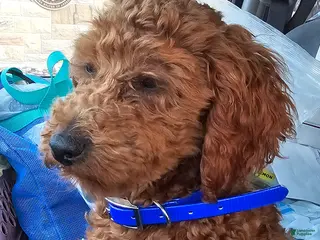 Miniature Poodle dogs for sale: Ozzy-potty trained! - Ad 1