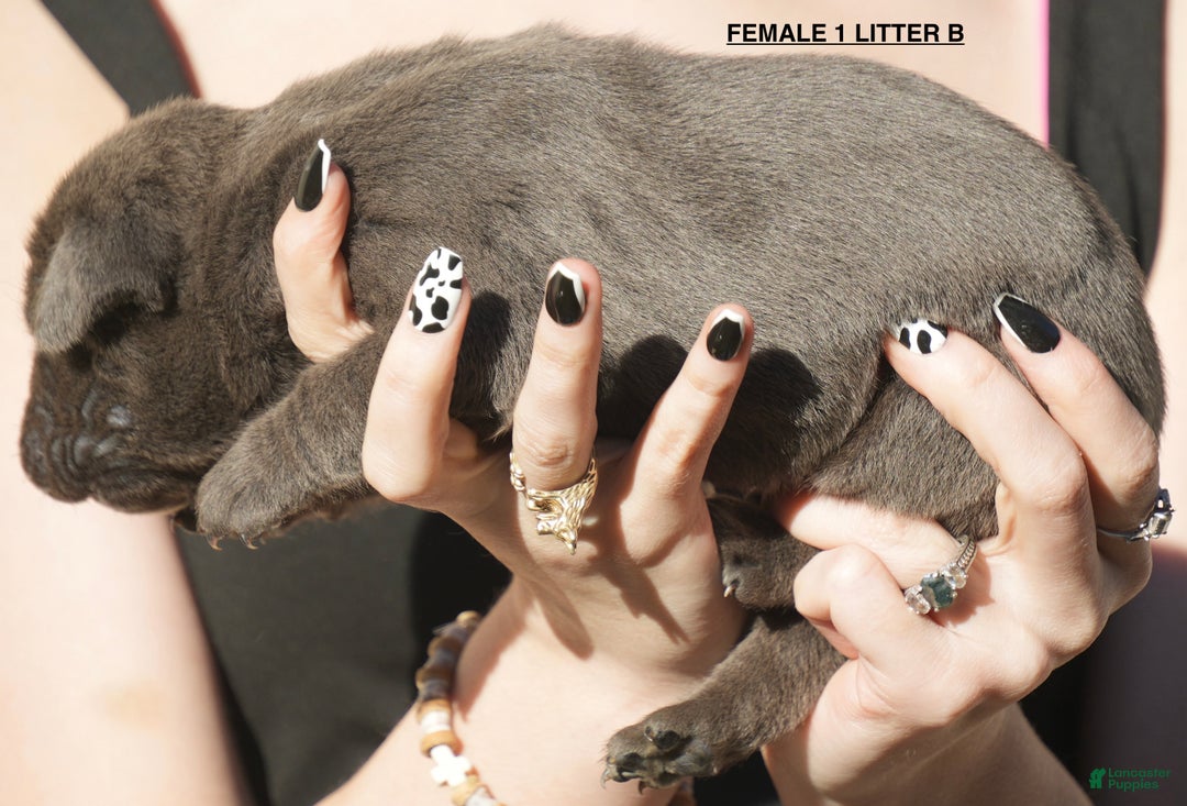 Cane Corso dogs for sale: Cane Corso Puppy 1 - Ad 2