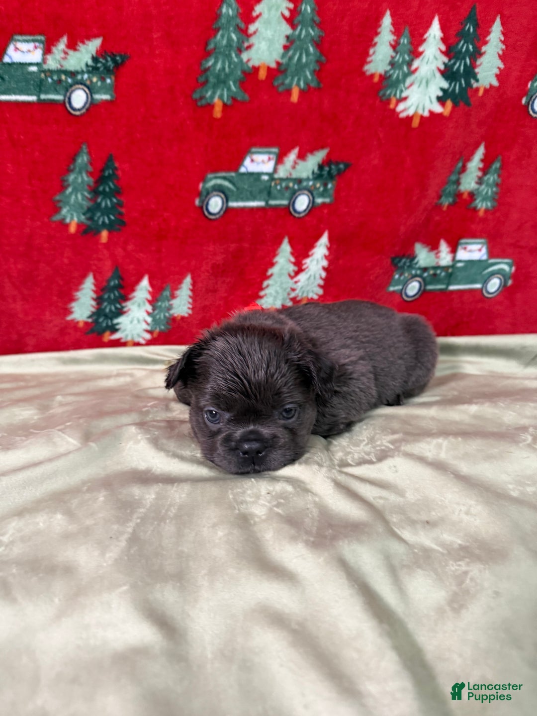 French Bulldog dogs for sale: ❤️ Rudolph - Ad 7