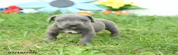Cane Corso dogs for sale: Rookie - Ad 5