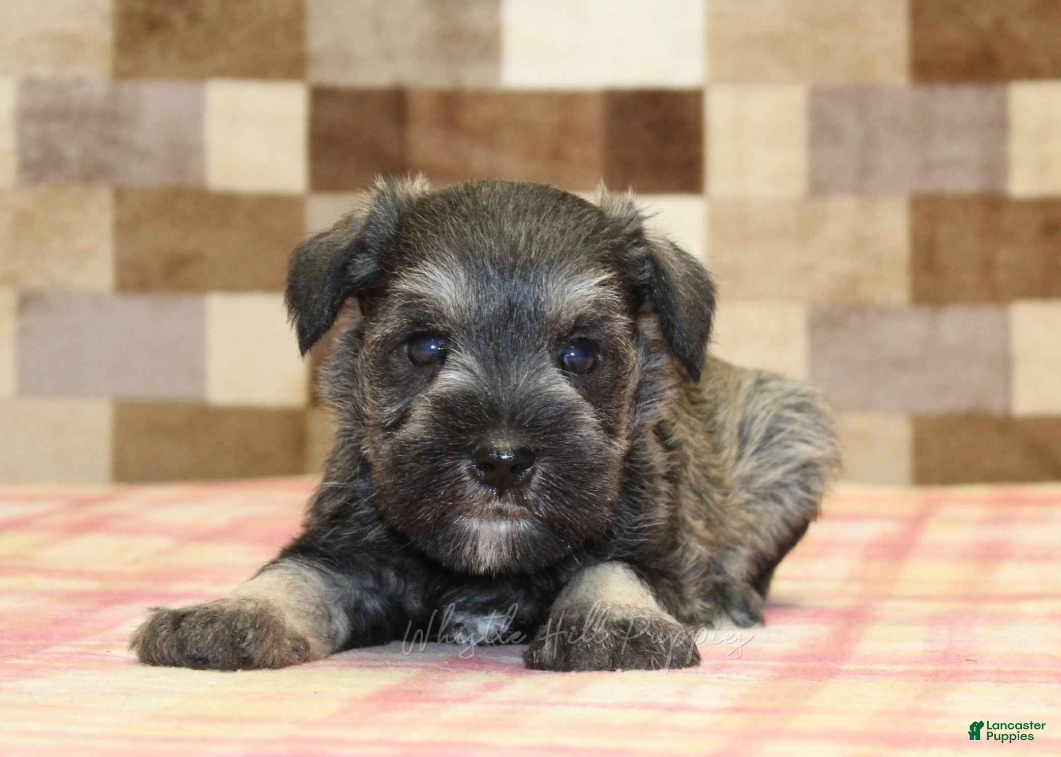 Miniature Schnauzer dogs for sale: Leo - Ad 2