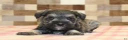 Miniature Schnauzer dogs for sale: Leo - Ad 2