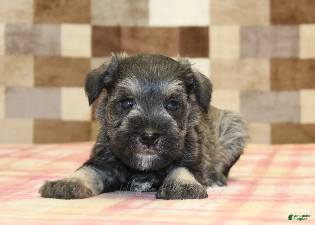 Miniature Schnauzer dogs for sale: Leo - Ad 2