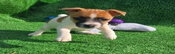 Jack Russell Terrier dogs for sale: Jack Russell Terrier Puppy 2 - Ad 6