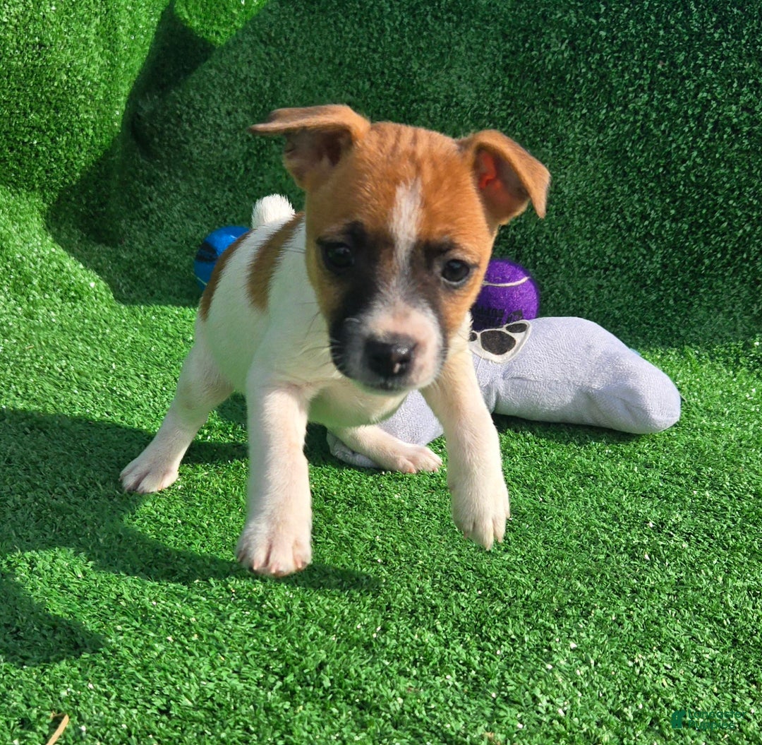 Jack Russell Terrier dogs for sale: Jack Russell Terrier Puppy 2 - Ad 6