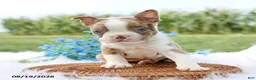 Boston Terrier dogs for sale: Reno - Ad 4