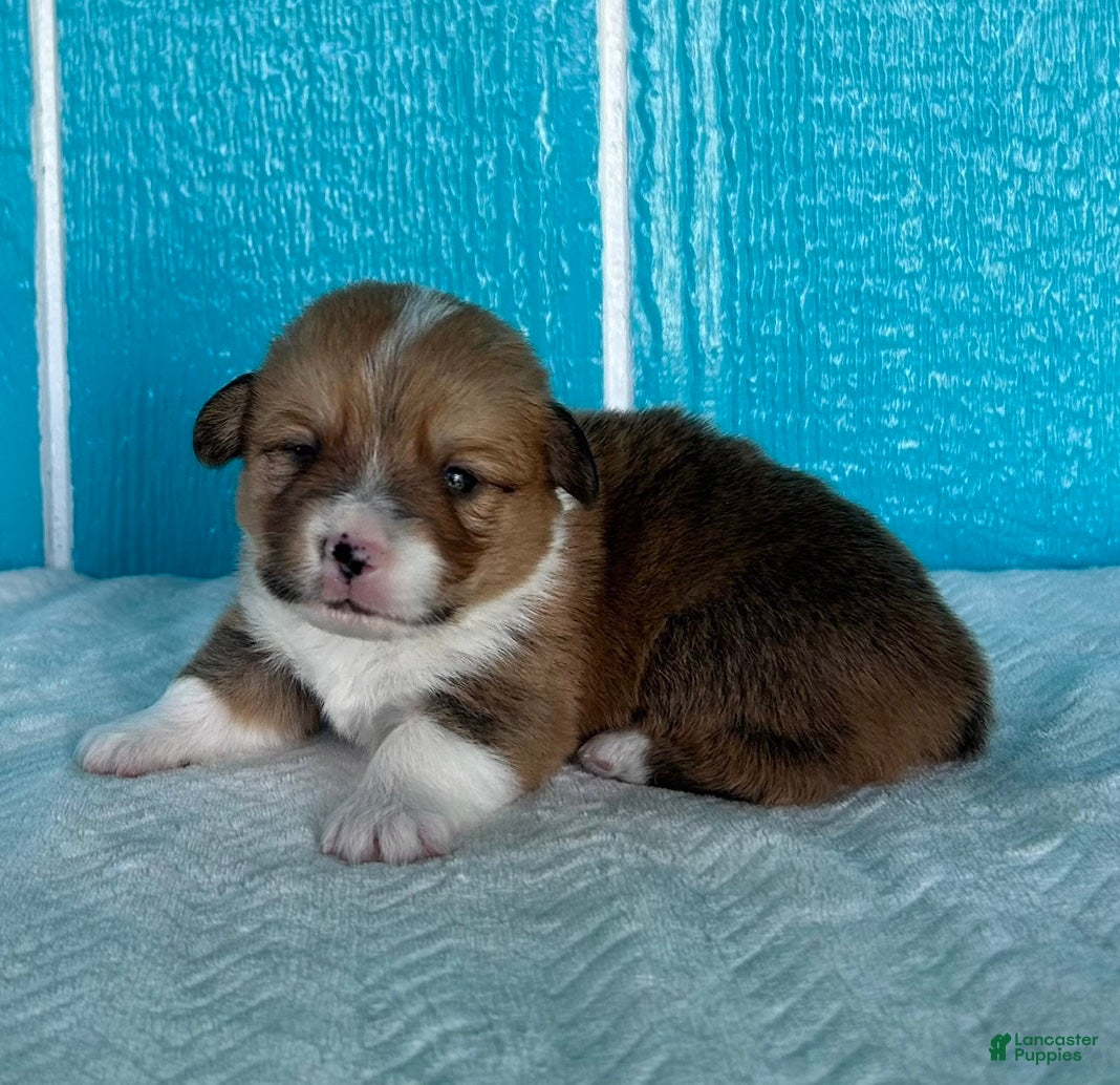 Welsh Corgi Pembroke dogs Henry Welsh Corgi Pembroke Puppy  - Ad 1