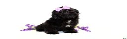 Shih Tzu dogs for sale: Polecat - Ad 6