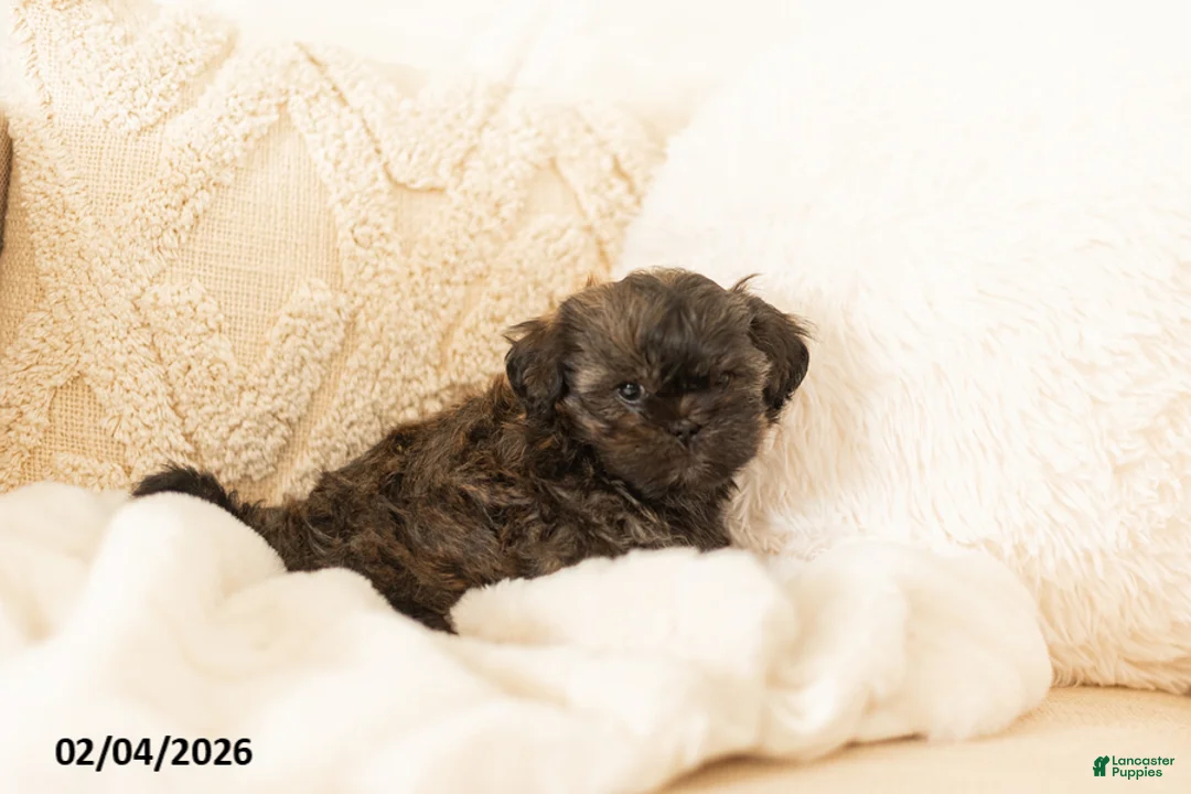 Teddy Bear dogs for sale: Rocky - Ad 3