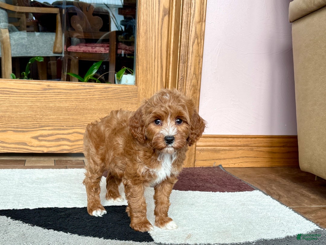 Cavapoo dogs for sale: Cavapoo F1b Female Puppy 4 - Ad 6