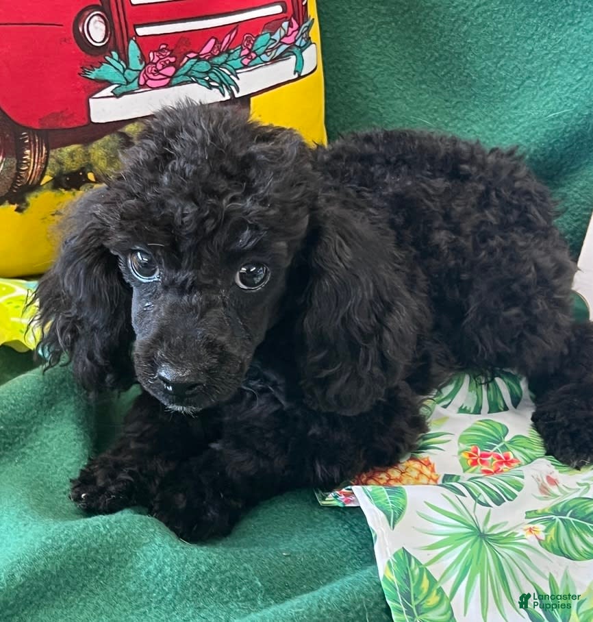 Miniature Poodle Rescue Black Standard Poodle For Sale Toy Poodle