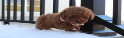 Toy Poodle dogs for sale: McKenna  - Ad 3