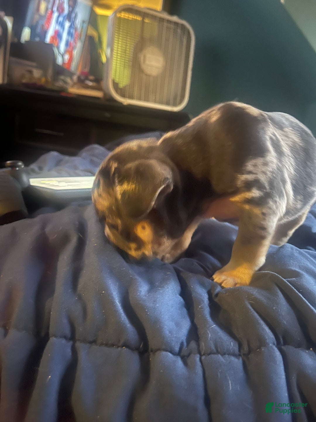 French Bulldog dogs for sale: Sterling - Ad 6