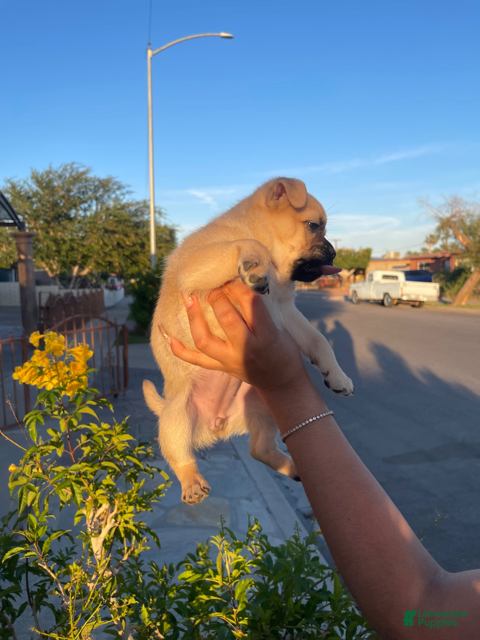 Mixed Breed dogs Mixed Breed Puppy 4 - Ad 33