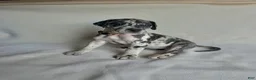 Great Dane dogs for sale: Kisses- peach - Ad 4