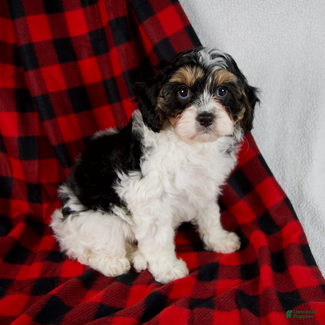 Cavapoo dogs for sale: Enzo - Ad 6